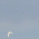 Image for article titled Utterly Compelling Evidence That A Cow Was Abducted By A UFO